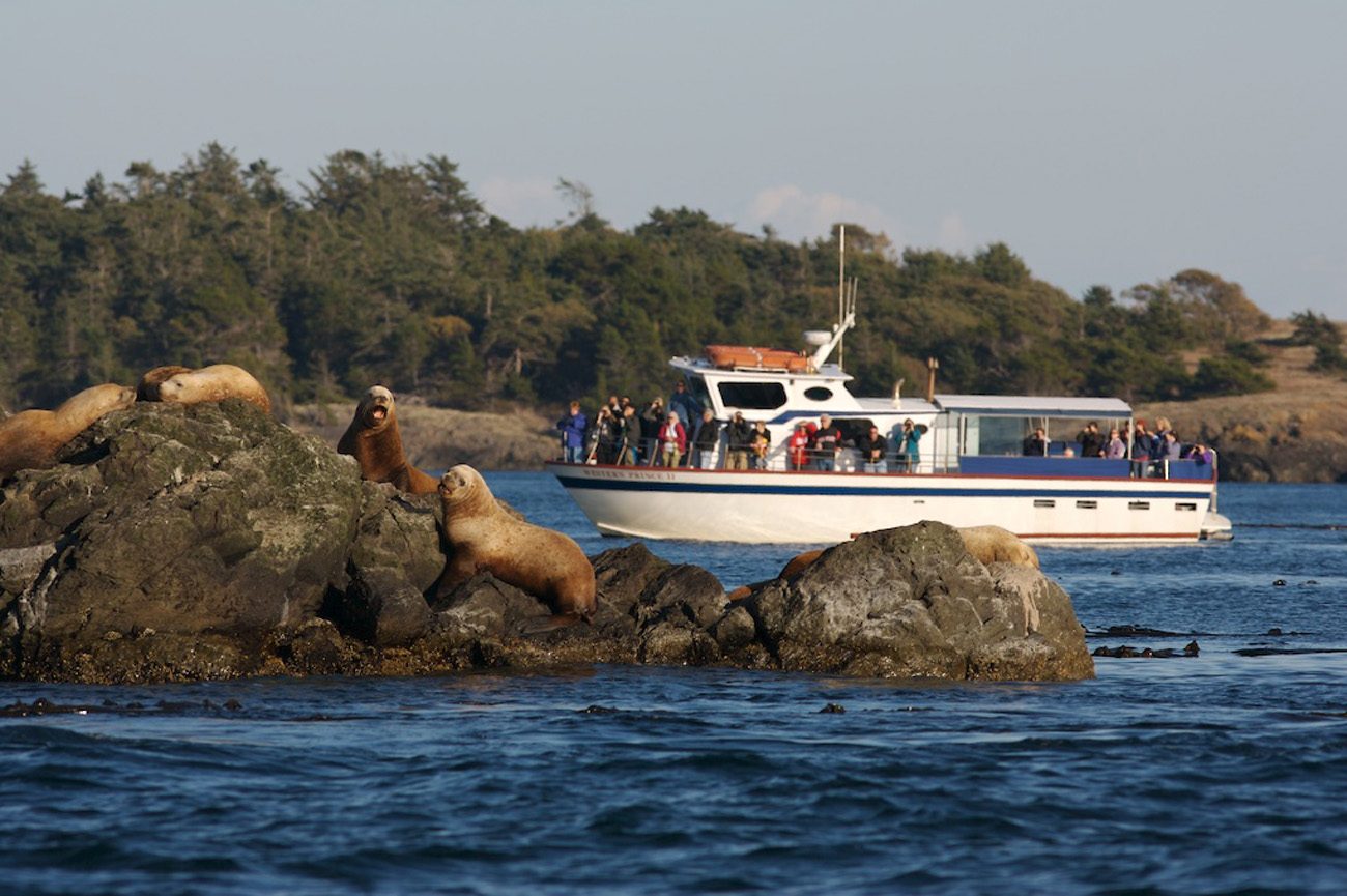 Spring Wildlife Gallery Western Prince Whale Watching Tours