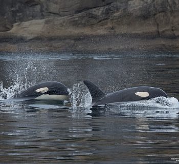 The best time to see Killer whales in the San Juan Islands