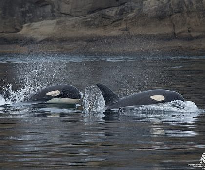 The best time to see Killer whales in the San Juan Islands