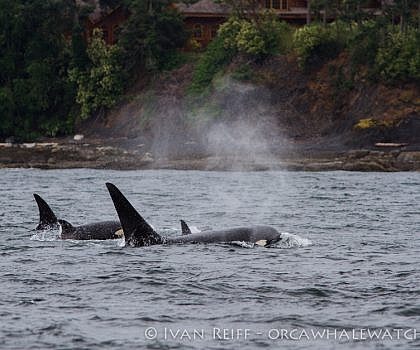 May 28, 2016 : Bigg’s Killer whales in the Canadian Gulf Islands
