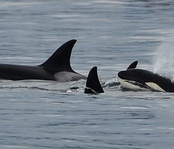 Western Prince II Whale Watching: May 23, 2016  Transient Orca Superpod!
