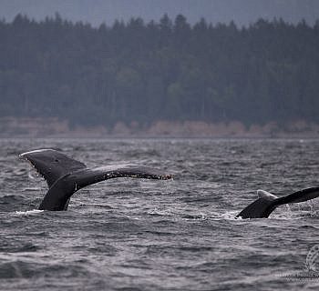 Western Explorer: May 26, 2016 Big Momma and her calf!