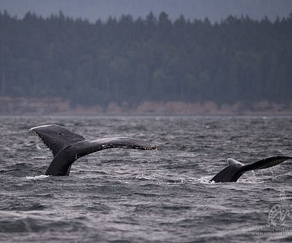 Western Explorer: May 26, 2016 Big Momma and her calf!
