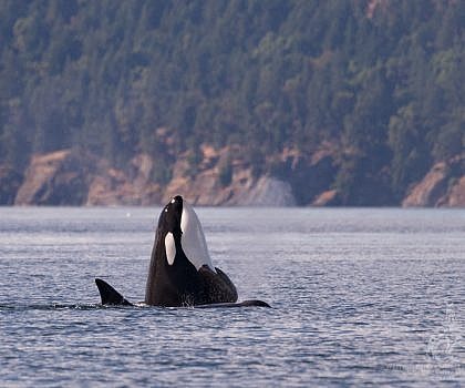 Western Explorer Whale Watching: June 15, 2016