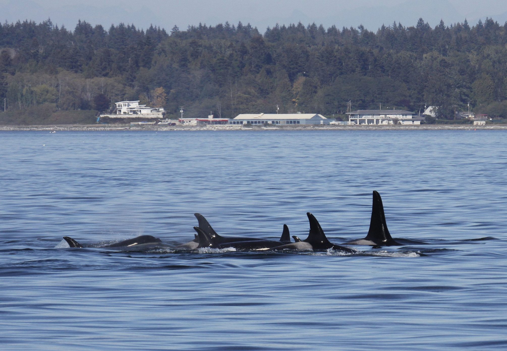 Boat Charters San Juan Islands Western Prince Whale Watching