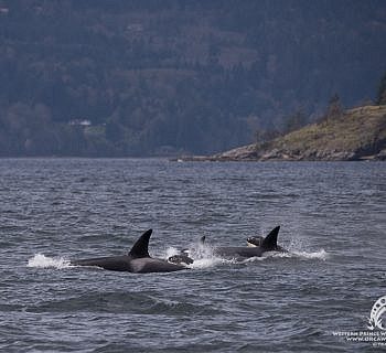 Fantastic Spring encounter with Bigg’s Killer whales!