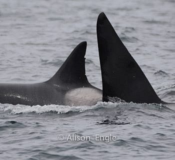 A “northwest” kind-of-day with Orcas and wildlife!