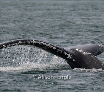 Fabulous day with “Big Momma” the Humpback whale!