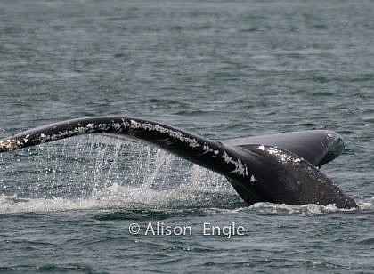 Fabulous day with “Big Momma” the Humpback whale!