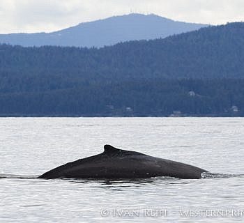 Humpback Whale Watching Adventure