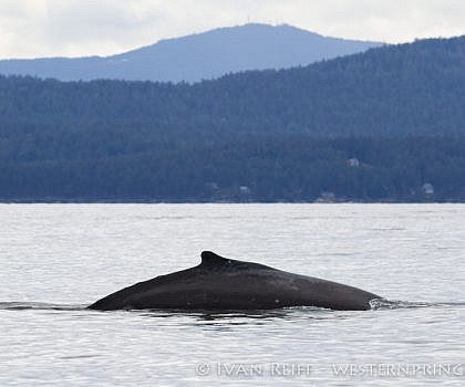 Humpback Whale Watching Adventure