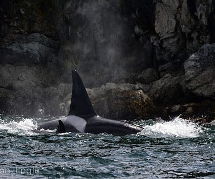 June is Orca Awareness Month!
