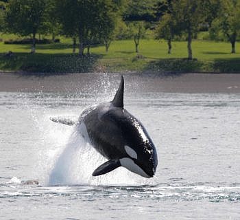 A San Juan Island whale watching adventure that won’t be forgotten anytime soon!