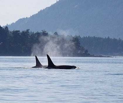 Sunshine, Calm seas, and Fantastic Bigg’s Killer Whales in the Salish Sea!