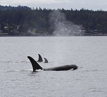 A Humpback Whale Visits the Ferry Landing in Friday Harbor Plus Orcas!