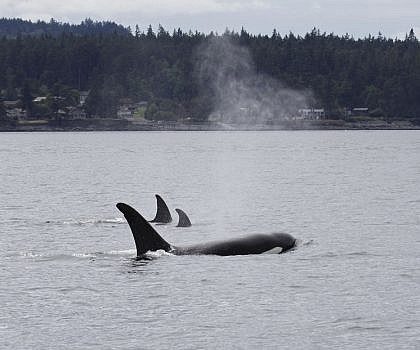 A Humpback Whale Visits the Ferry Landing in Friday Harbor Plus Orcas!