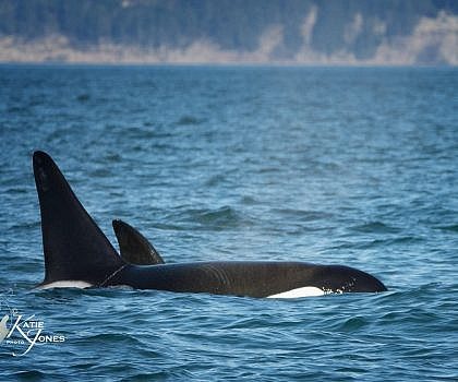 First tour of 2018! Bigg’s Killer whales and Abundant Wildlife!