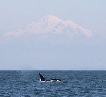 Springtime Killer Whale Sightings in the San Juan Islands!