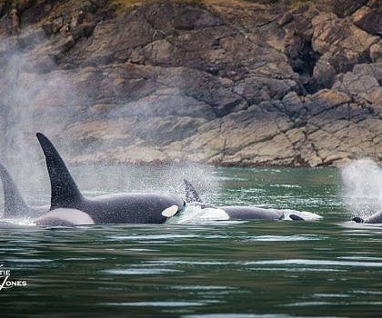 April 15, 2018: Magic day with Killer whales in the San Juan Islands