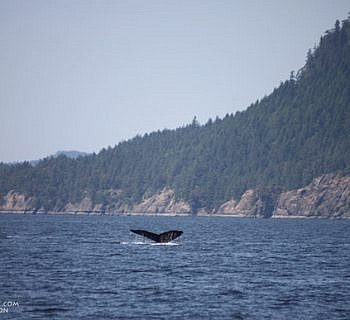 Sunny day with Humpback whales!