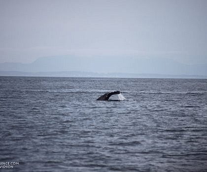 An afternoon with a Gray whale and Steller Sea lions!
