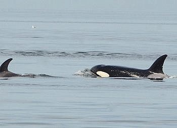 Bigg’s Killer whales versus the massive Steller Sea lions in the Salish Sea