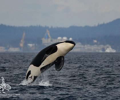 2018 Whale Watch Season Recap Whales on 94% of tours!