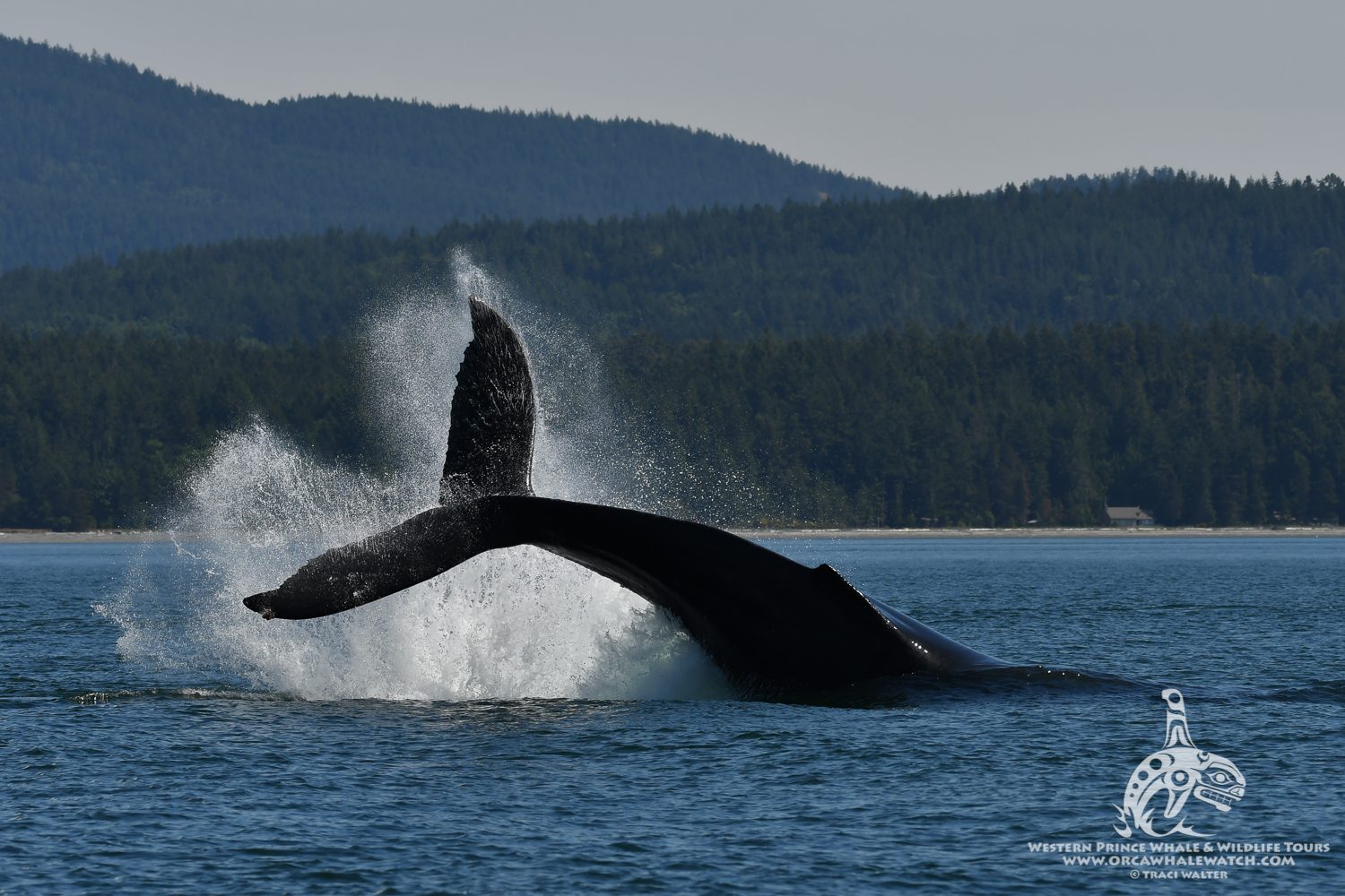 Adventure Whale Watching In The San Juan Islands | Western Explorer II