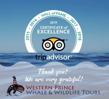Most Excellent! It’s our 5th year in a row earning TripAdvisor’s Certificate of Excellence!