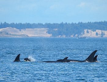 Whale Watch Report: June 20, 2019 – Western Explorer II Around San Juan island