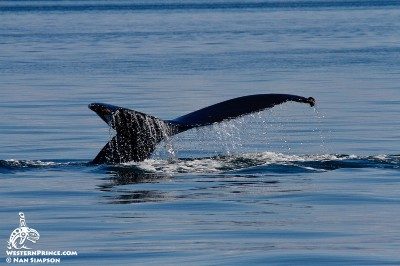 Whale Report: June 3, 2019