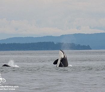Whale Watch Report: June 26, 2019 –  Bigg’s Killer whales (marine mammal feeding)