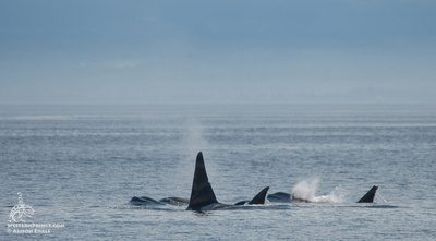 Whale Watch Report: June 25, 2019 PM – The T46s and T124As!