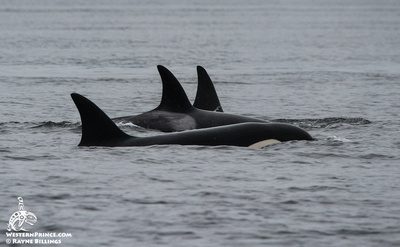 Whale Watch Report: July 3, 2019 – Mammal Feeding Orca Whales T65As and T124As!
