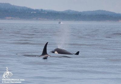 Whale Watch Report: July 31, 2019 AM – Bigg’s Killer whales (T46Bs)