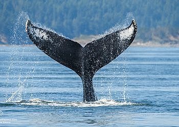 Whale Report: August 6, 2019 AM – Humpbacks and a Bigg’s Killer whale!