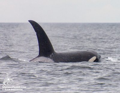 Whale Report: September 11, 2019 – Bigg’s Killer whales (T18s) & a Humpback whale!