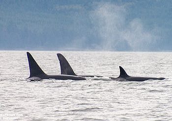 The Best Time For Whale Watching in the San Juan Islands