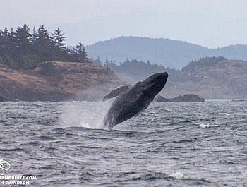 Whale Report: September 14, 2019 – BREACHING HUMPBACK!