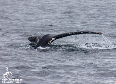 Whale Report: September 13, 2019 – Humpback Whale & Wonderful Wildlife!