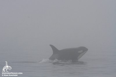 Whale Report: August 30, 2019 AM – J pod and Steller Sea lions