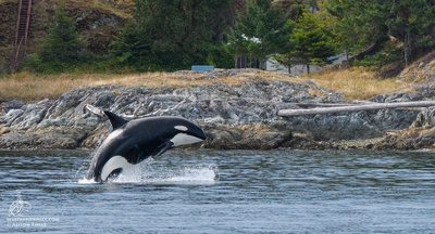 Whale Report: September 3, 2019 PM: Surprise sightings! Bigg’s Killer whales and a Humpback Whale!