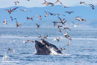 Whale Report: September 29, 2019 – Humpback whale lunge feeding!
