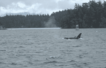Whale Report: November 17, 2019 Bigg’s Killer whales and a Humpback whale