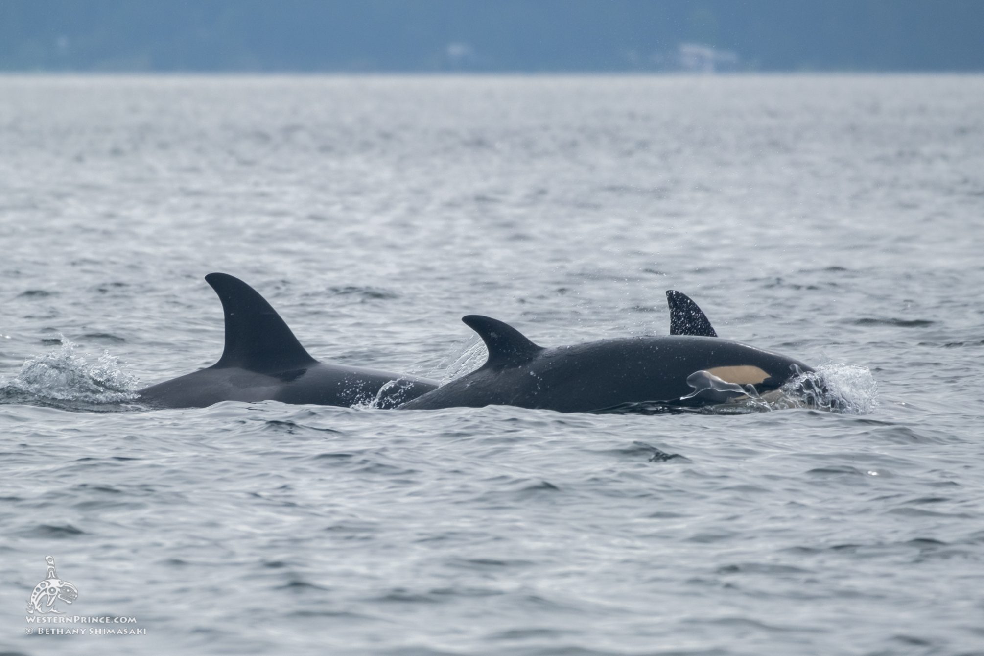 May Bigg’s Killer Whale Sightings! Whale Report