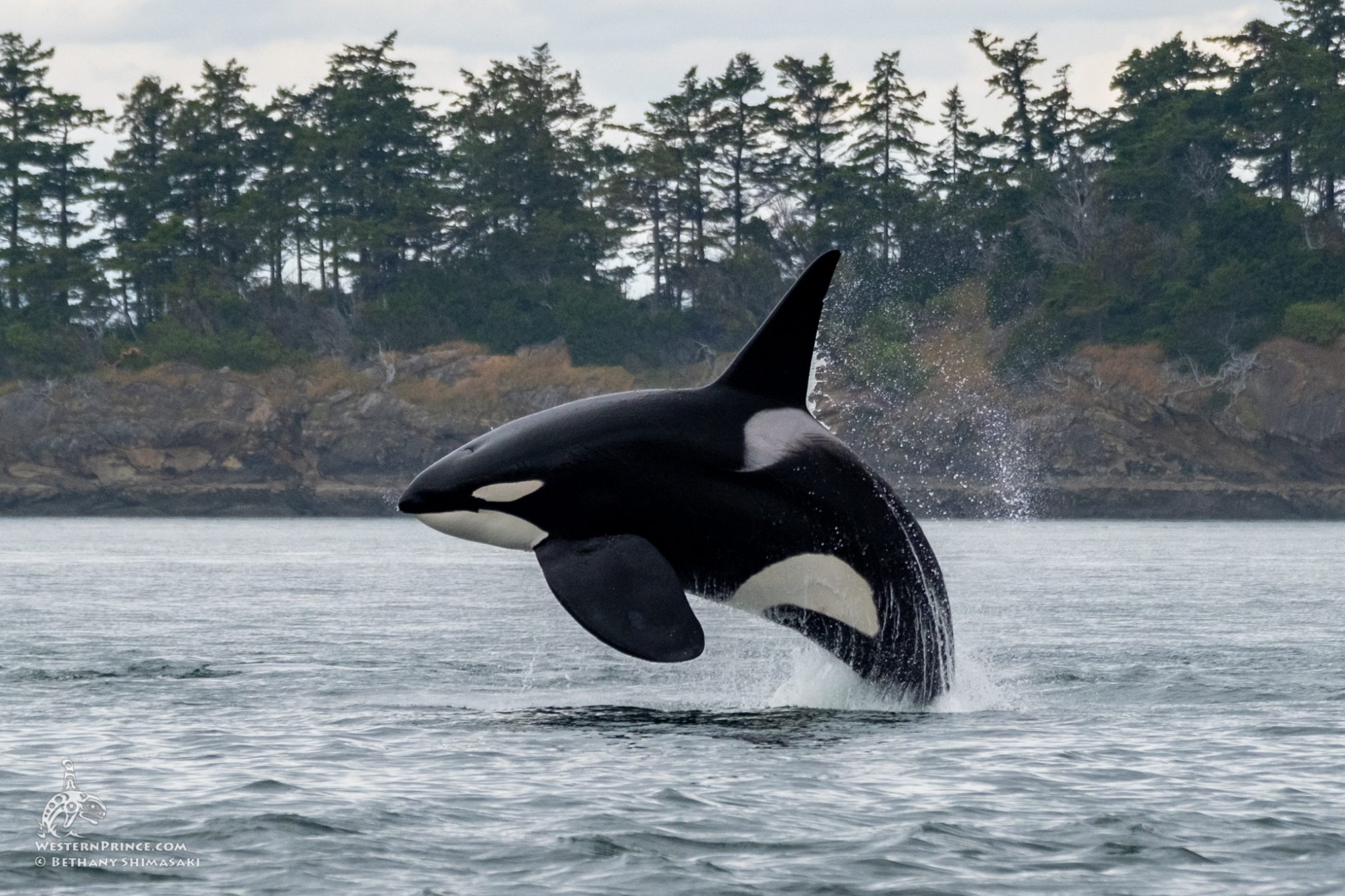 Whale Watching San Juan Islands Extra Special Encounter