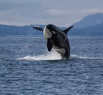 

						
				    	Orca Whale Breach