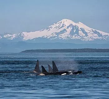 

						
				    	Orca Whales with Mt. Baker