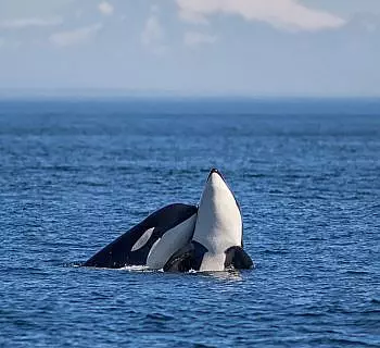 

						
				    	Bonus Scenery
				    
				    
				    	- Photo by Whale Watching San Juan Islands