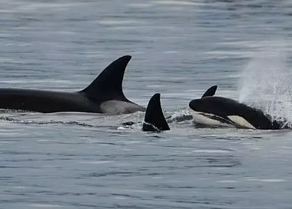 Western Prince II Whale Watching: May 23, 2016  Transient Orca Superpod!